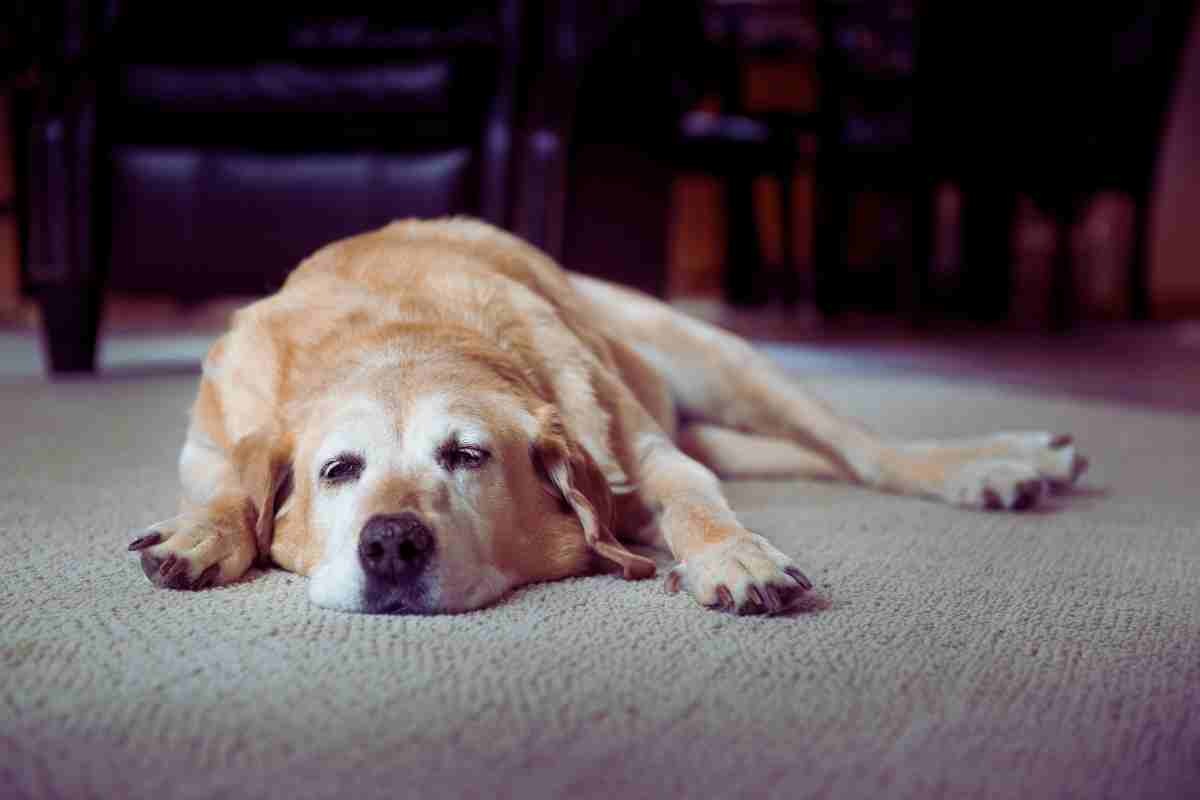 perro que duerme