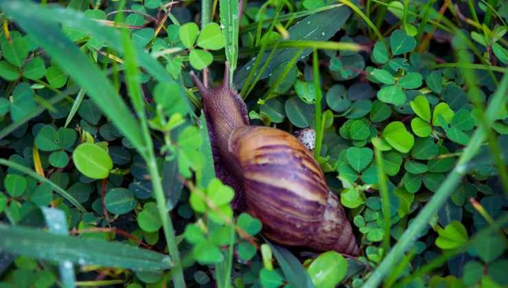 babosa en jardin